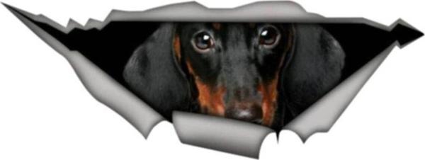 Dachshund Cinsi Köpek Araba Sticker Yapıştırması - Image 1