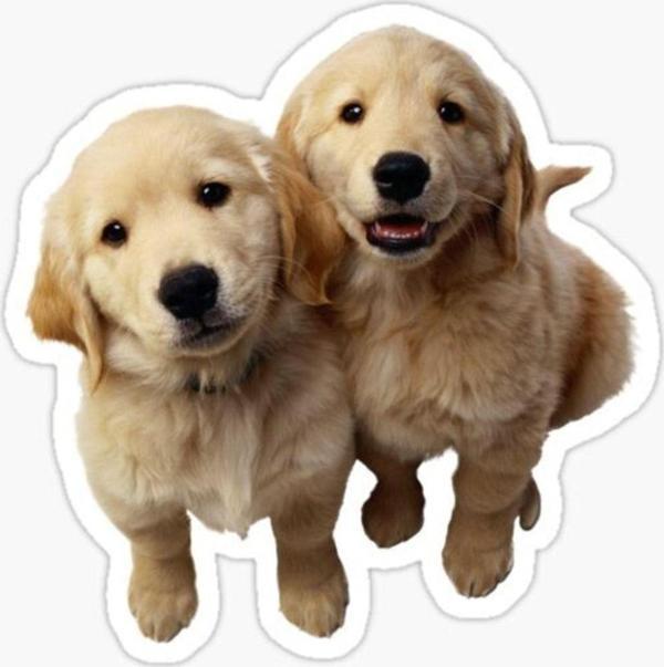 Golden Yavrusu Köpek Sticker Araba Oto Yapıştırması 17cm A3 - Image 1