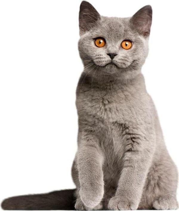 Gri British Shorthair Siyam Kedisi 18 Cm Araba Sticker Z1 - Image 1