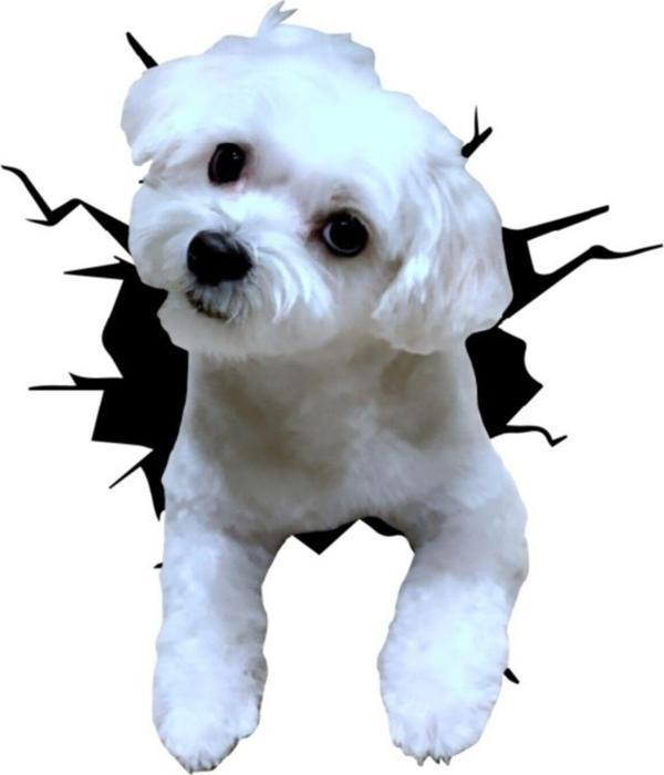 Maltese Araba Sticker Yapıştırması Model1 18cm - Image 1