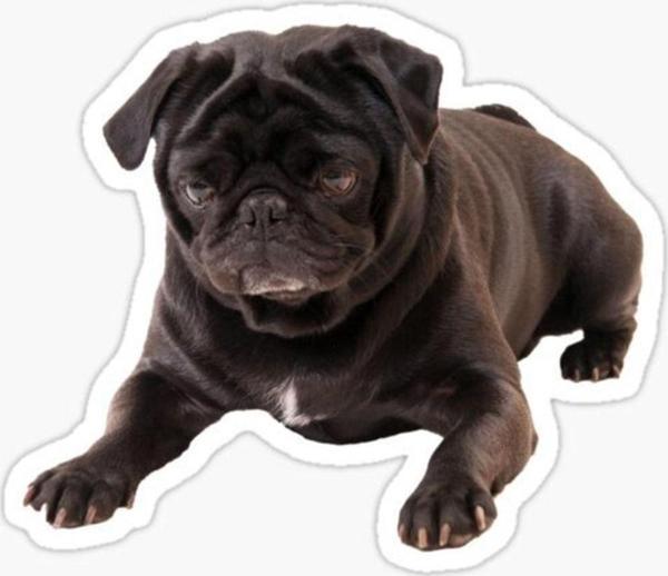 Pug Irkı Cinsi Köpek Sticker Araba Oto Yapıştırması 17cm B6 - Image 1
