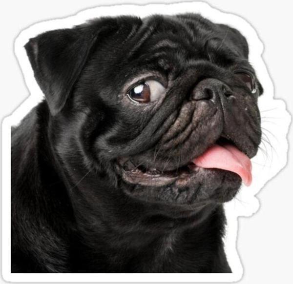 Pug Irkı Cinsi Köpek Sticker Araba Oto Yapıştırması 17cm B7 - Image 1