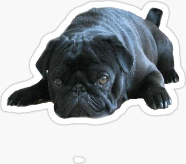 Pug Irkı Cinsi Köpek Sticker Araba Oto Yapıştırması 17cm B9 - Image 1