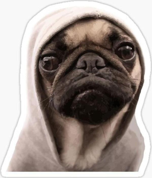 Pug Irkı Cinsi Köpek Sticker Araba Oto Yapıştırması 17cm N3 - Image 1