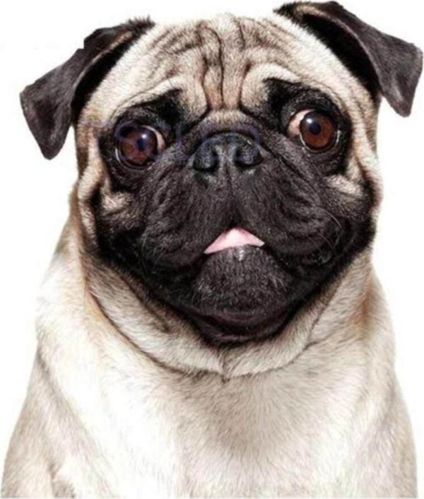 Pug Irkı Köpek Sticker Araba Oto Yapıştırması - Image 1
