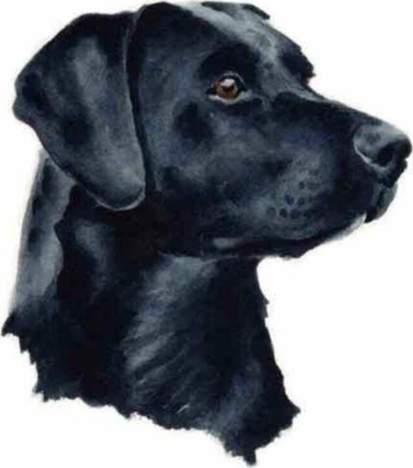 Siyah Labrador Araba Sticker - Image 1