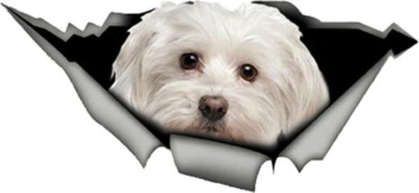 Sevimli Maltese Cinsi Köpek Araba Sticker Yapıştırması Model6 - Image 1