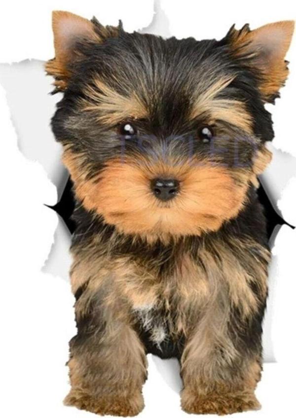 Sevimli Yorkie Köpek Etiket Köpek Çıkartmaları Leptop - Image 1