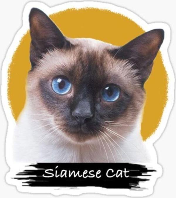 Siamese Kedi Araba Oto Sticker Etiket Renkli V9 - Image 1