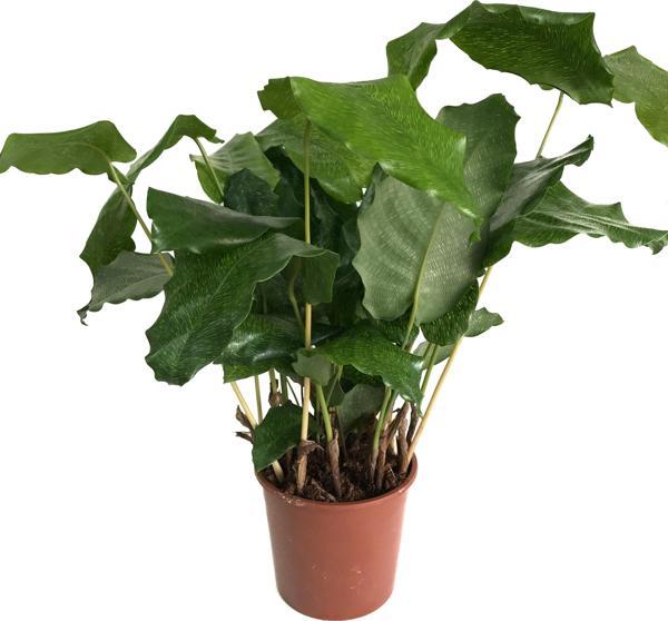 Calathea Musaica ‘Network’ (Dua Çiçeği) - Image 1