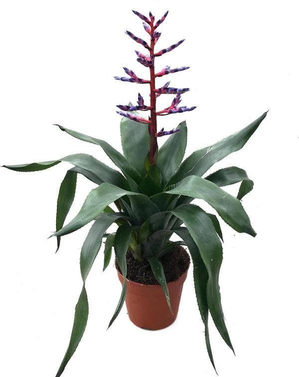 Aechmea 'Blue Rain' (Kupa Çiçeği) - Image 1