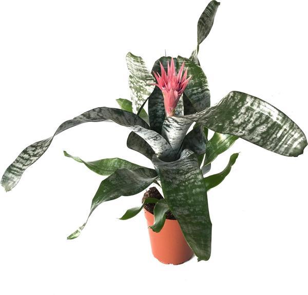 Aechmea Fasciata (Kupa Çiçeği) - Image 1