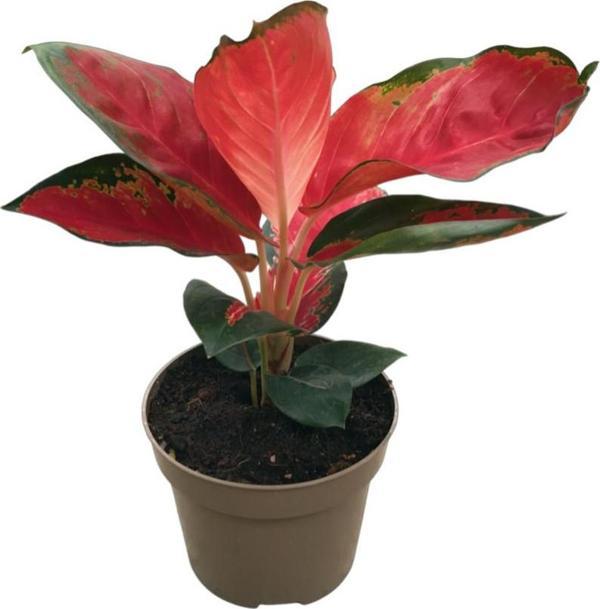 Aglaonema ‘Red Zircon’ - Image 1