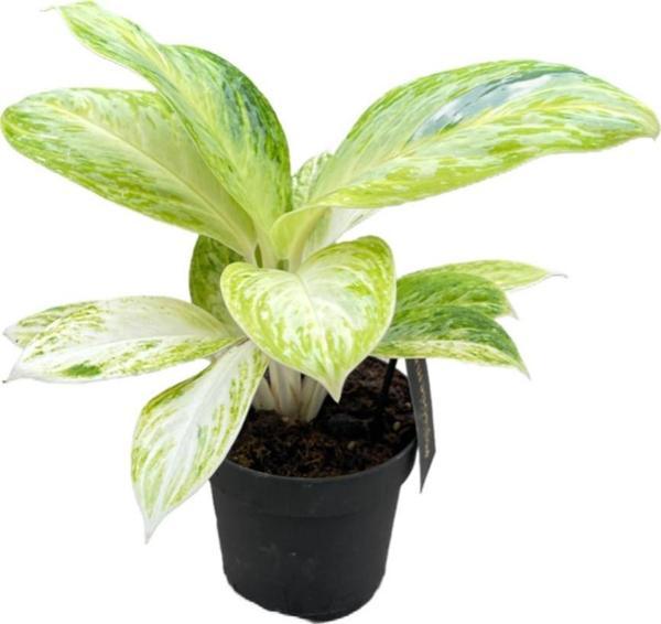 Aglaonema 'Arctic Lime' - Image 1