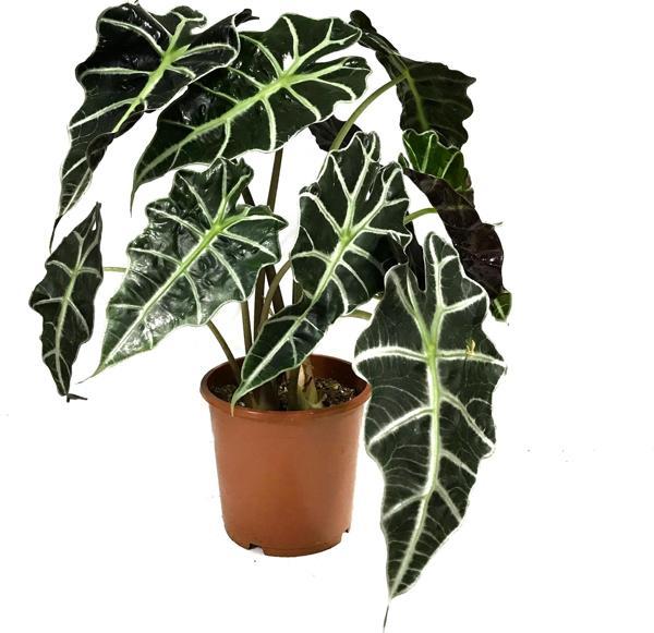 Alocasia Amazonica ‘Polly’ (Fil Kulağı) - Image 1