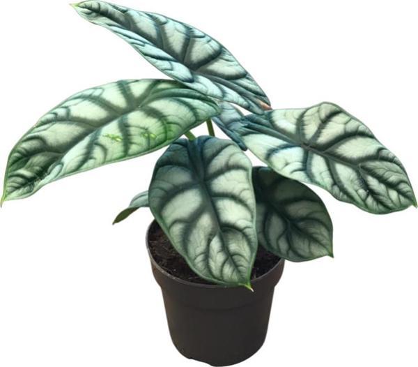 Alocasia Baginda 'Silver Dragon' (Fil Kulağı) - Image 1