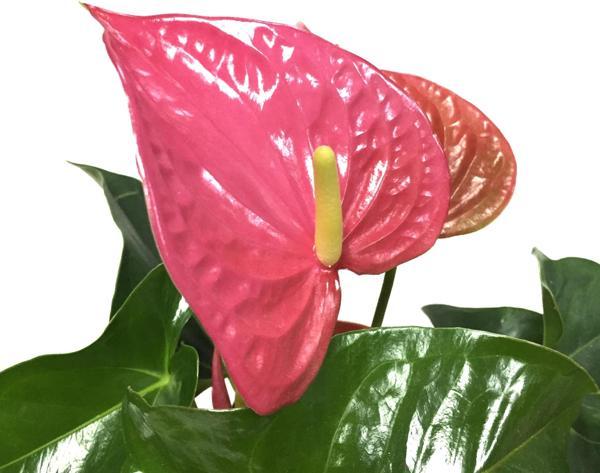 Anthurium Andraeanum 'Pink' (Flamingo Çiçeği) - Image 1