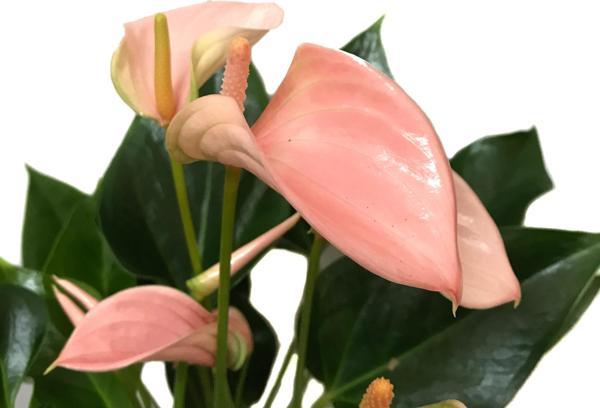 Anthurium Andraeanum 'Pinkish' (Flamingo Çiçeği) - Image 1