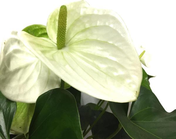 Anthurium Andraeanum 'White' (Flamingo Çiçeği) - Image 1