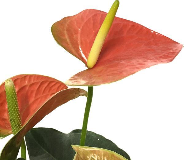 Anthurium Andreanum 'Orange' (Flamingo Çiçeği) - Image 1