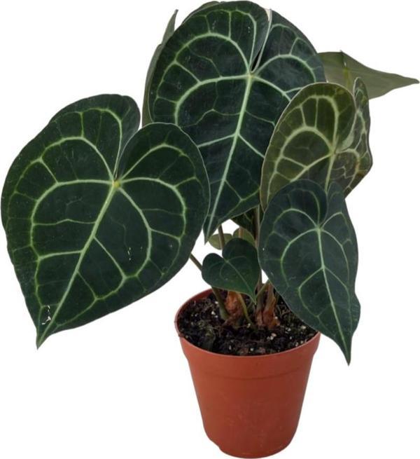 Anthurium Clarinervium - Image 1