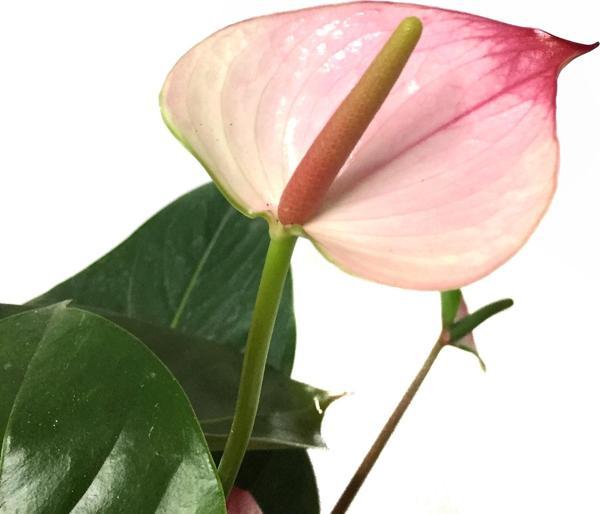 Anthurium 'Princess Amelia' (Flamingo Çiçeği) - Image 1