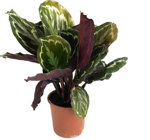 Calathea Medallion (Dua Çiçeği) - Image 1