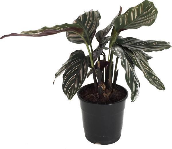 Calathea Ornata 'Sanderiana' (Dua Çiçeği) - Image 1