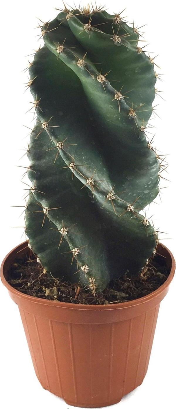 Cereus Forbesii 'Spiralis' (Kaktüs) - Image 1