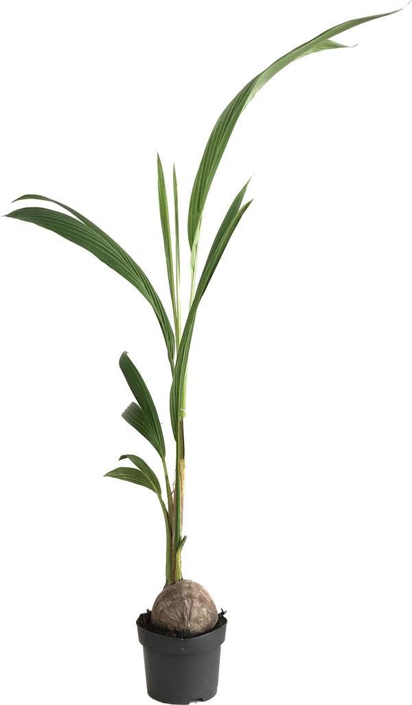 Cocos Nucifera (Hindistan Cevizi Palmiyesi) - Image 1