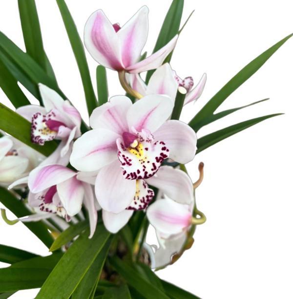 Cymbidium 'White' (Simbidyum Orkide) - Image 1