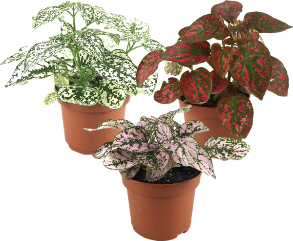 Fittonia (3'lü Set) - Image 1