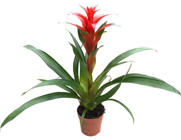 Guzmania Lingulata 'Red' - Image 1