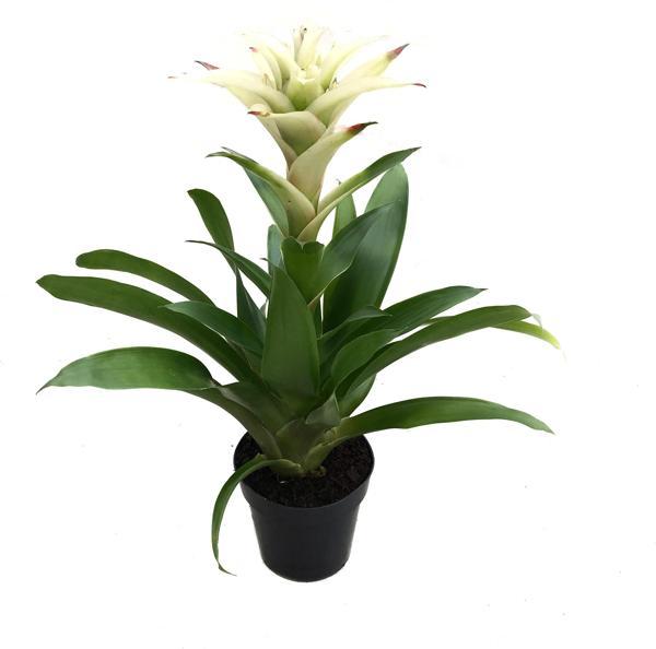 Guzmania Lingulata 'White' (Guzmanya) - Image 1