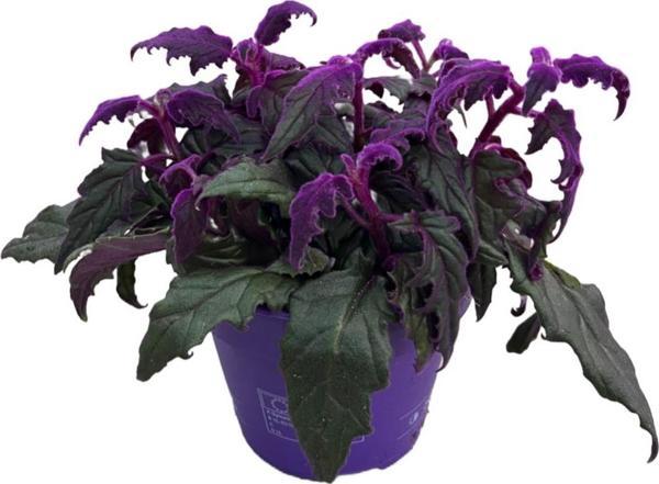 Gynura Aurantiaca (Mor Kadife Çiçeği) - Image 1