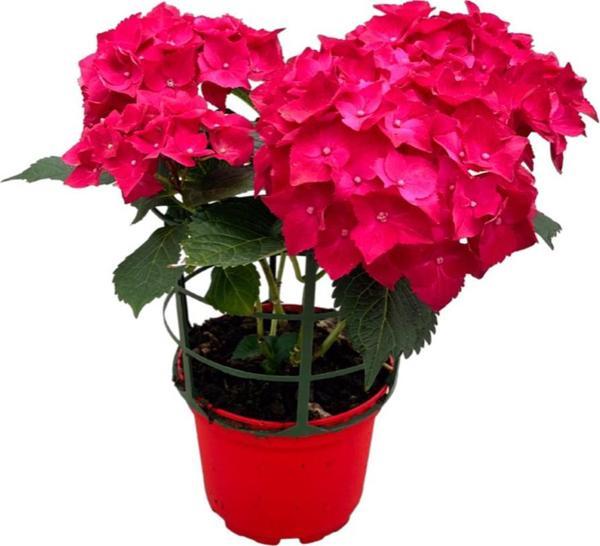 Hydrangea Macrophylla 'Red' (Kırmızı Ortanca) - Image 1