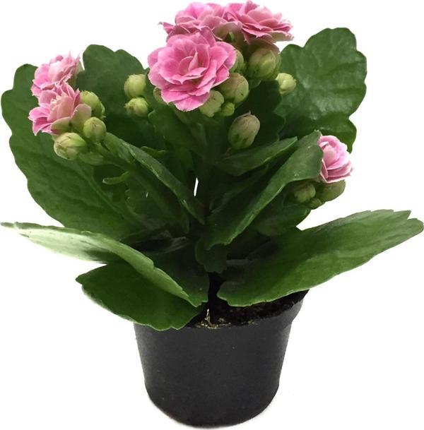 Kalanchoe Calandiva 'Pink' (Kalanşo Çiçeği) - Image 1