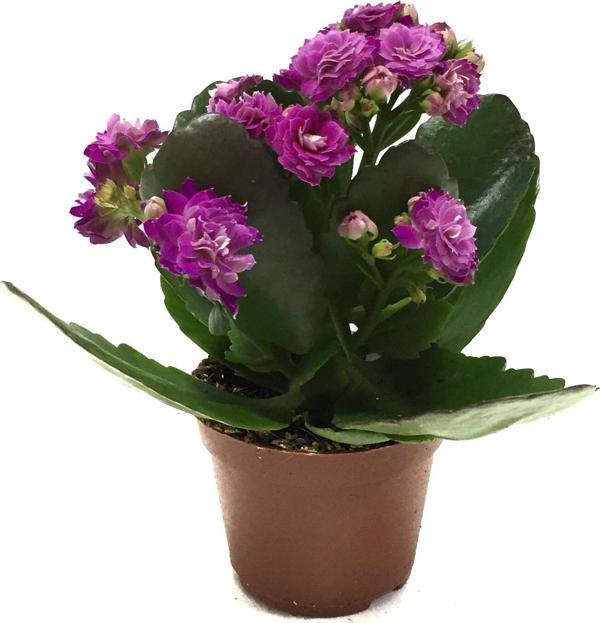 Kalanchoe Calandiva 'Purple' (Kalanşo Çiçeği) - Image 1