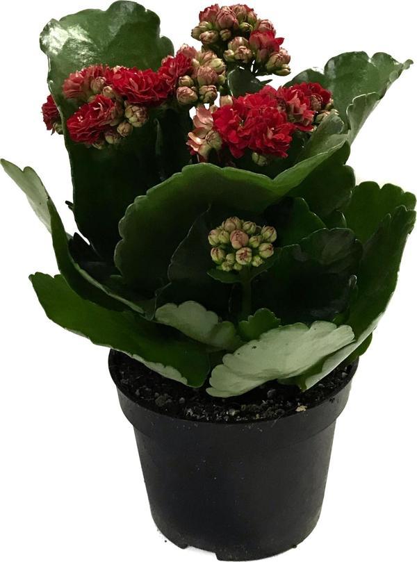 Kalanchoe Calandiva 'Red' (Kalanşo Çiçeği) - Image 1
