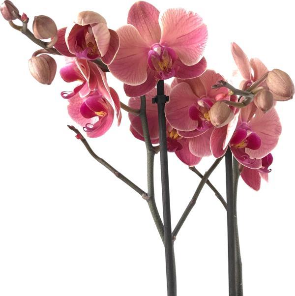 Phalaenopsis 'Asian Coral' (Pembe Orkide) - Image 1