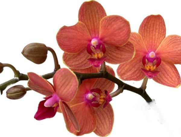 Phalaenopsis 'Bolzano' (Turuncu Orkide) - Image 1