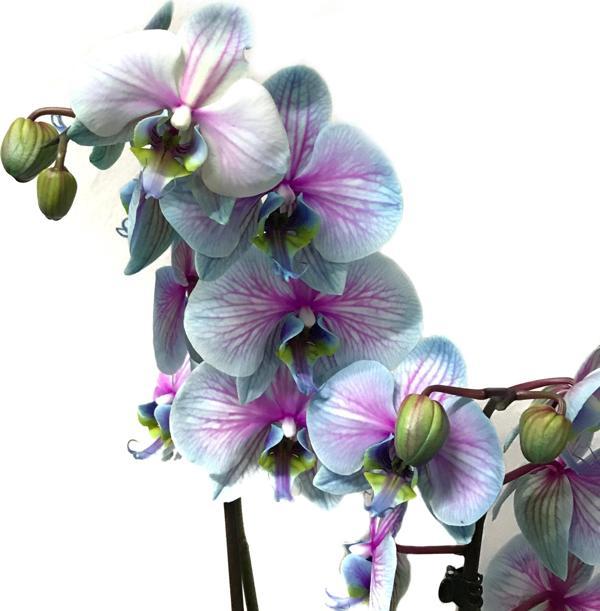 Phalaenopsis 'Bubble Gum' (Turkuaz Orkide) - Image 1