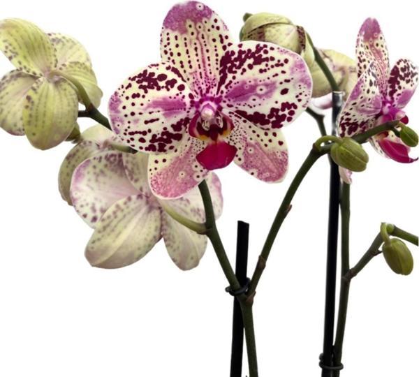 Phalaenopsis 'Frontera' (Pembe Orkide) - Image 1