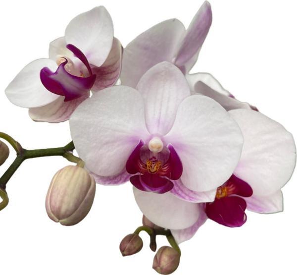 Phalaenopsis 'Gibraltar' (Beyaz Orkide) - Image 1