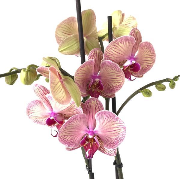 Phalaenopsis 'Golden Leopard' (Pembe Orkide) - Image 1