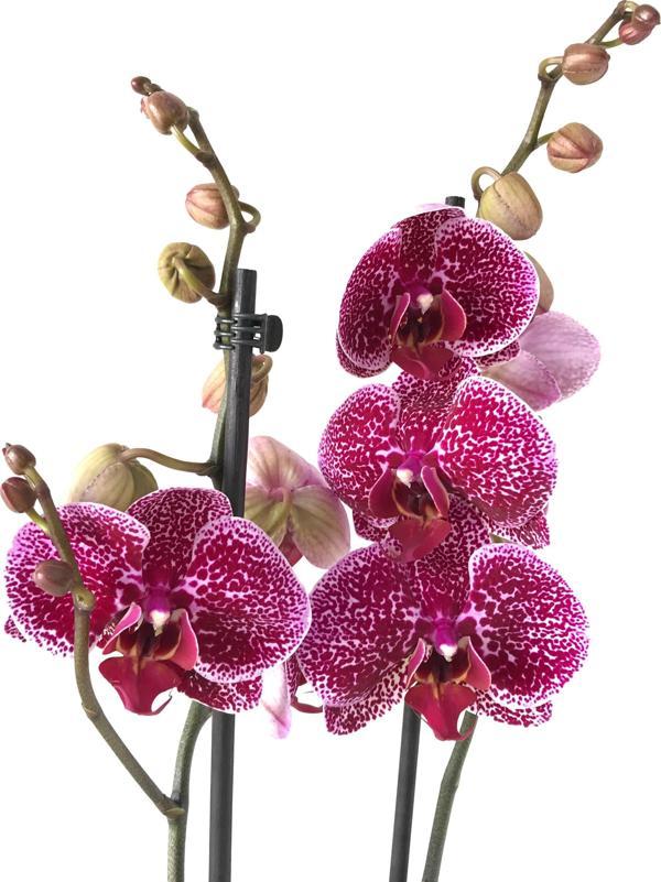 Phalaenopsis 'Jaguar' (Mor Orkide) - Image 1