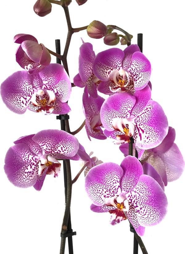 Phalaenopsis 'Jillion' (Fuşya Orkide) - Image 1