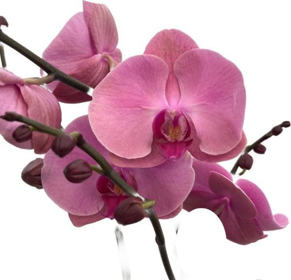 Phalaenopsis 'Kumi' (Pembe Orkide) - Image 1