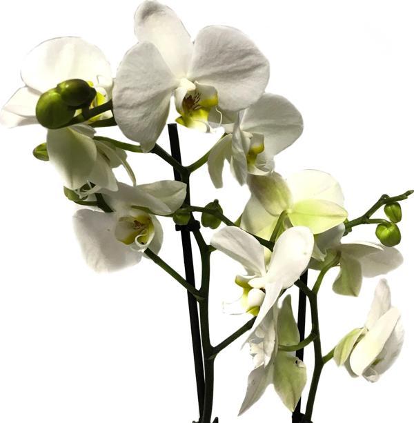 Phalaenopsis 'Leeds' (Beyaz Orkide) - Image 1