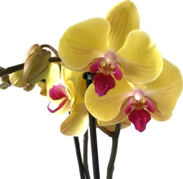 Phalaenopsis 'Miraflore' (Sarı Orkide) - Image 1